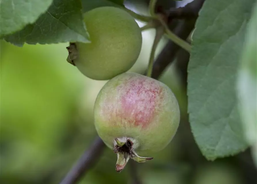 Malus x moerlandsii 'Red Sentinel'