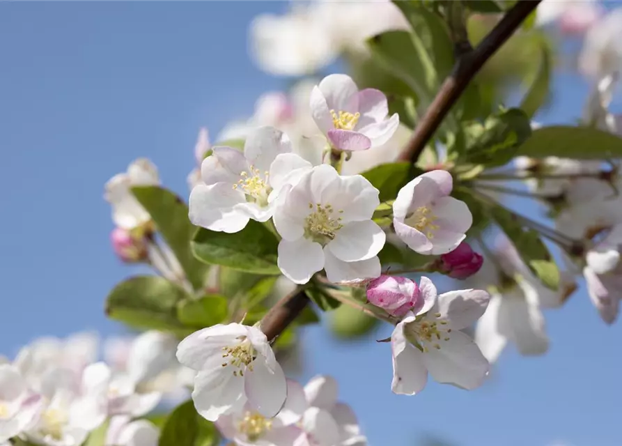 Malus x moerlandsii 'Red Sentinel'