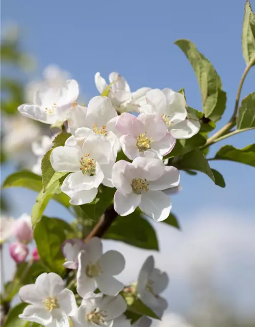 Malus x moerlandsii 'Red Sentinel'