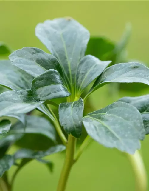 Pachysandra terminalis 'Green Sheen'®