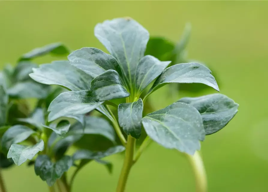 Pachysandra terminalis 'Green Sheen'®