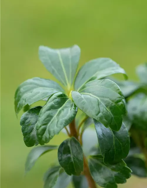 Pachysandra terminalis 'Green Sheen'®