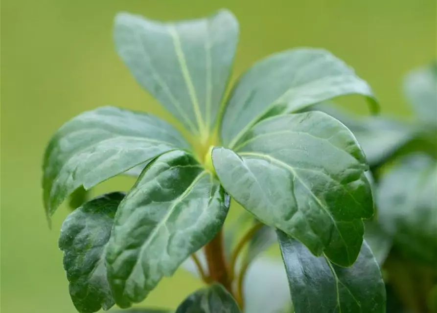 Pachysandra terminalis 'Green Sheen'®