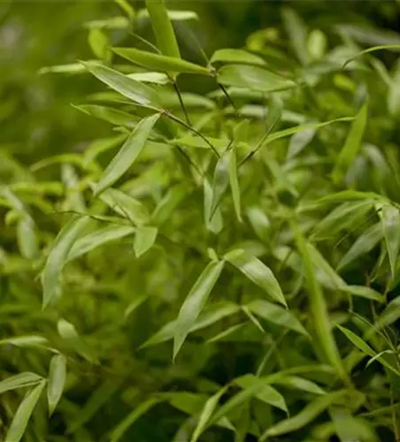 Phyllostachys aureosulcata