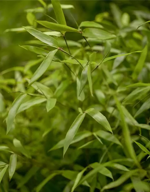 Phyllostachys aureosulcata