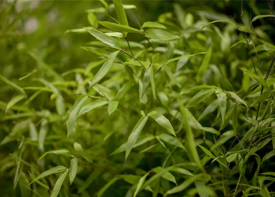 Phyllostachys aureosulcata