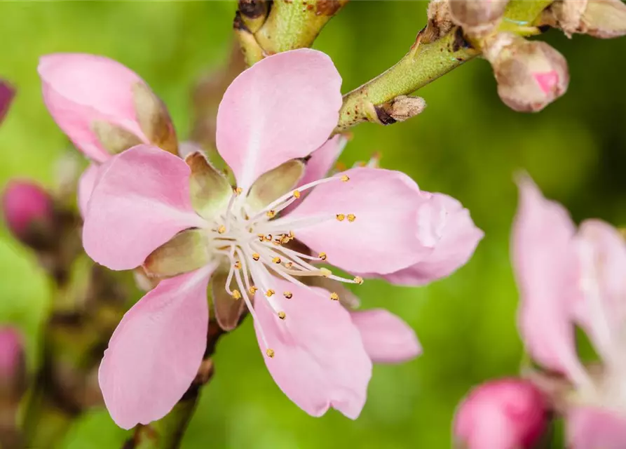 Prunus dulcis