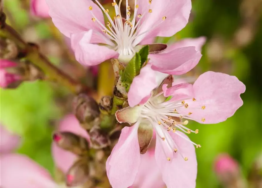 Prunus dulcis