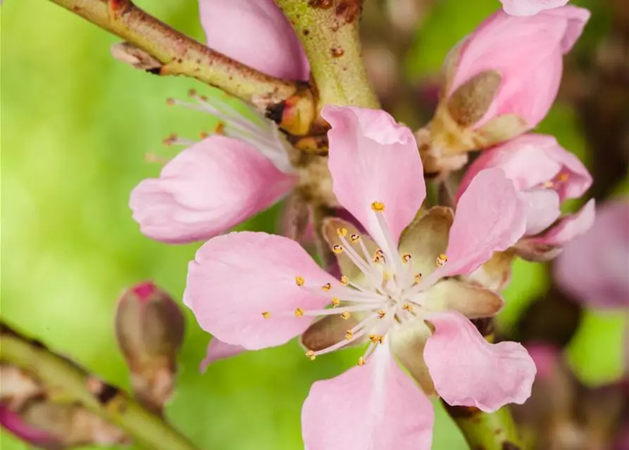 Prunus dulcis