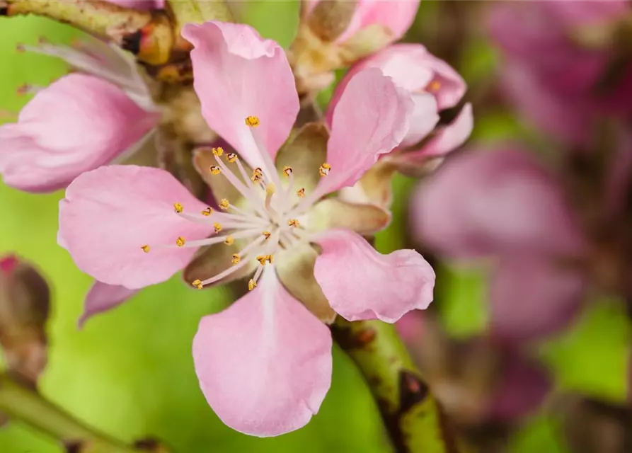 Prunus dulcis