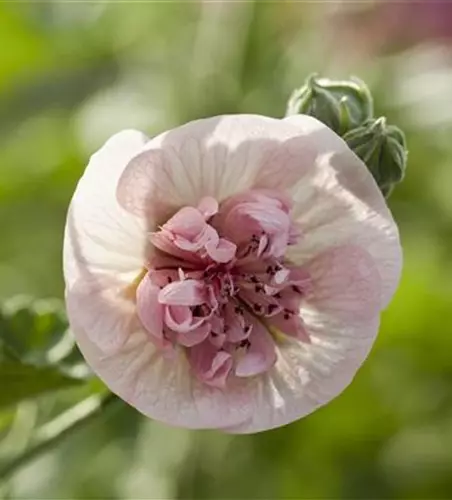 Malva sylvestris