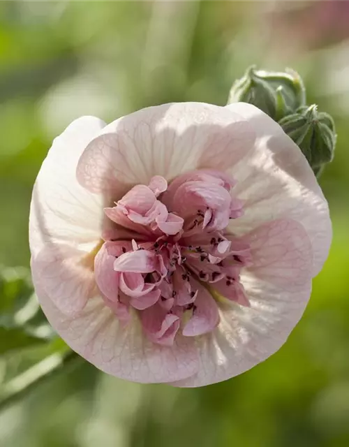 Malva sylvestris