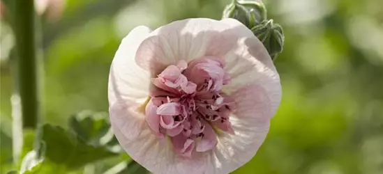 Malva sylvestris