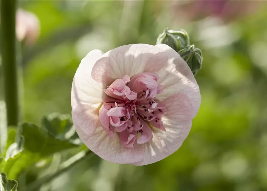 Malva sylvestris