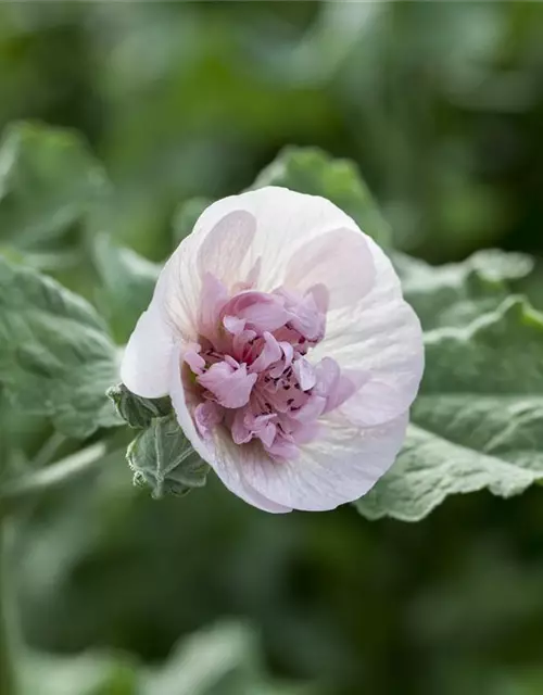 Malva sylvestris