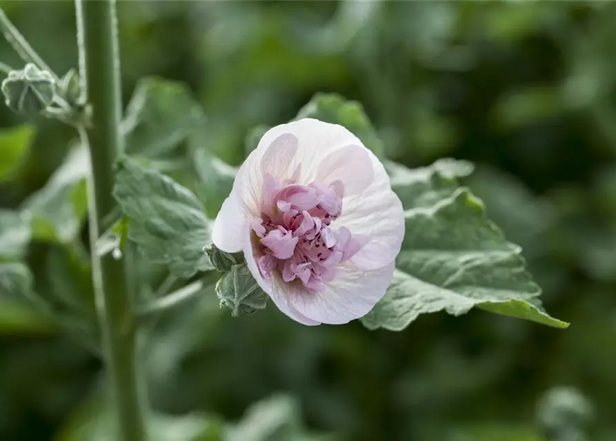 Malva sylvestris