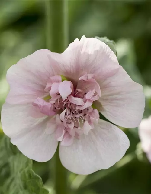 Malva sylvestris