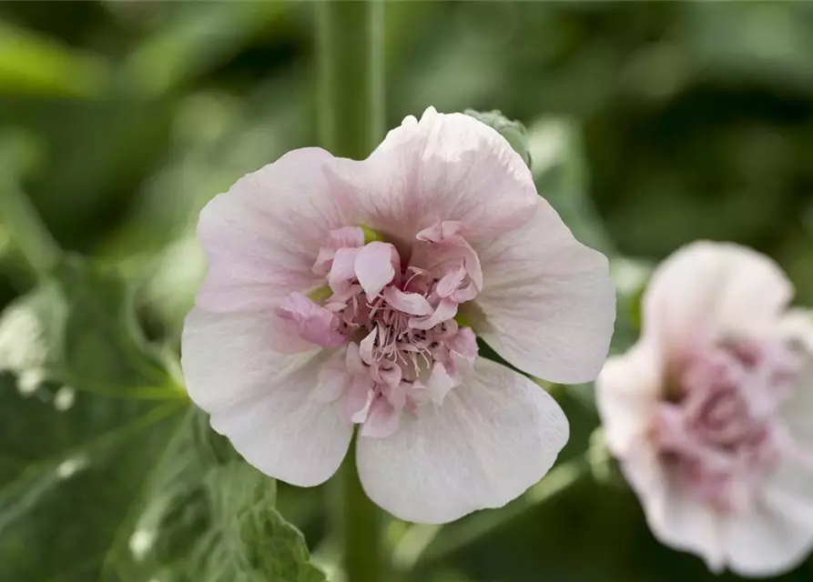 Malva sylvestris