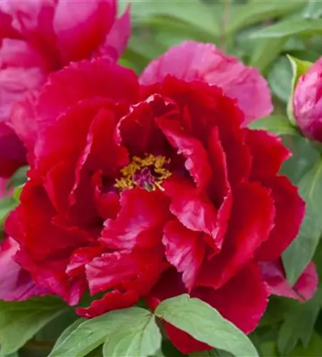 Paeonia lactiflora