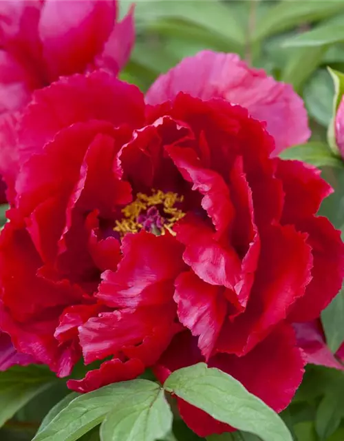 Paeonia lactiflora, rot