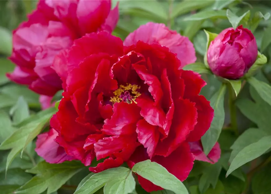 Paeonia lactiflora, rot