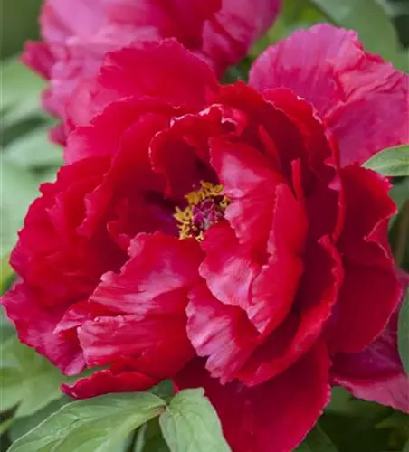 Paeonia x suffruticosa, rot