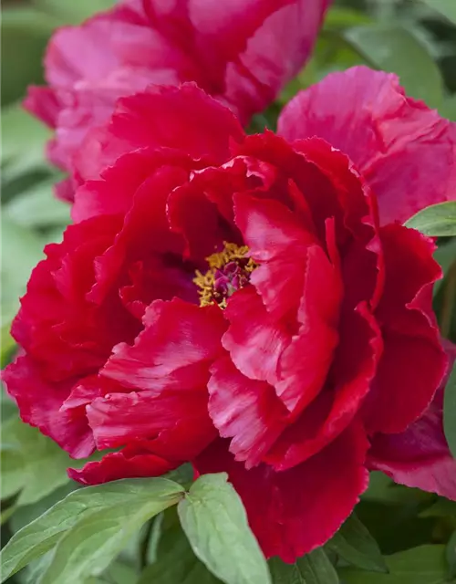 Paeonia lactiflora, rot