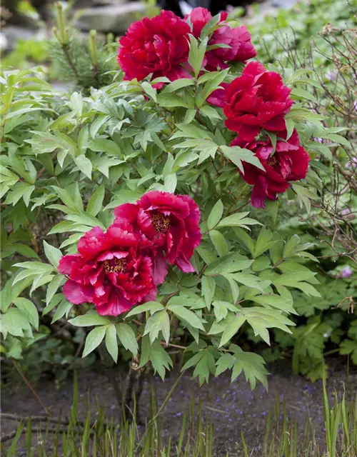 Paeonia lactiflora, rot