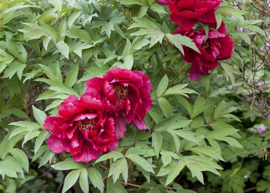 Paeonia lactiflora, rot