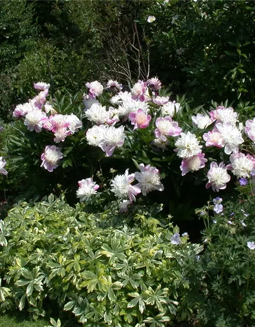 Paeonia lactiflora