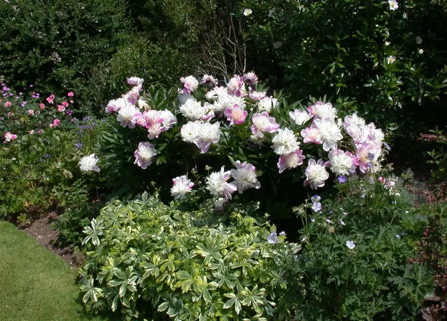 Paeonia lactiflora