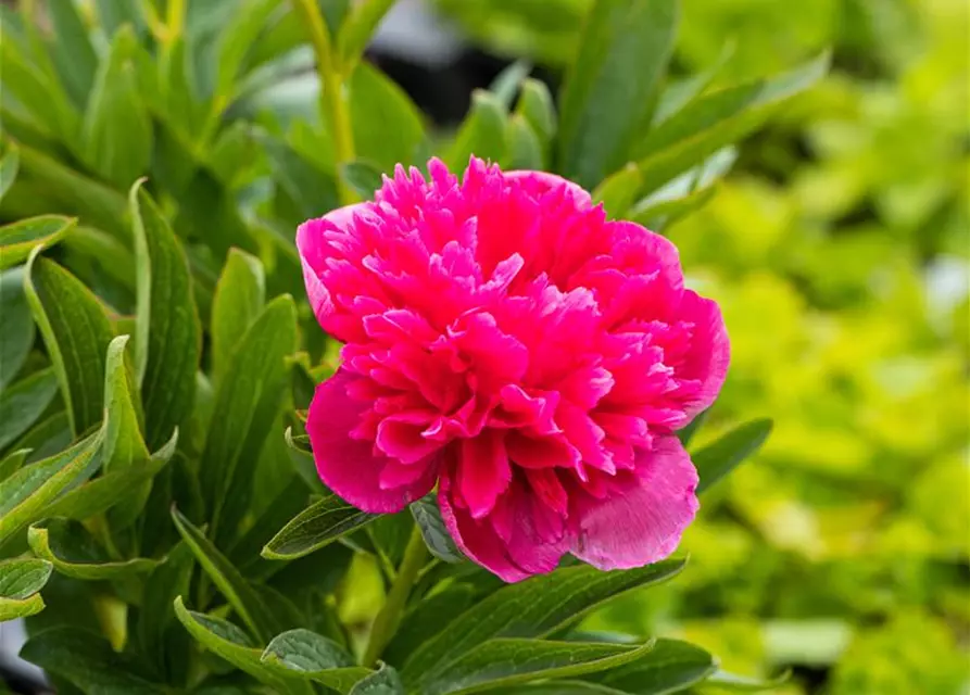 Paeonia lactiflora