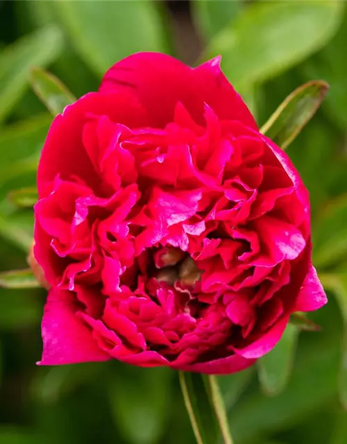 Paeonia lactiflora