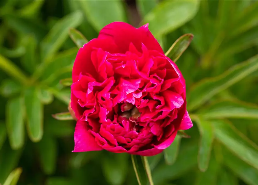 Paeonia lactiflora