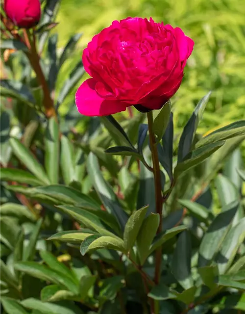 Paeonia lactiflora