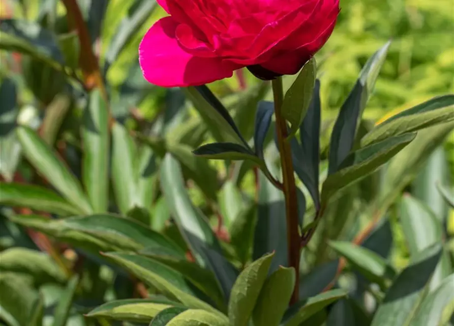 Paeonia lactiflora