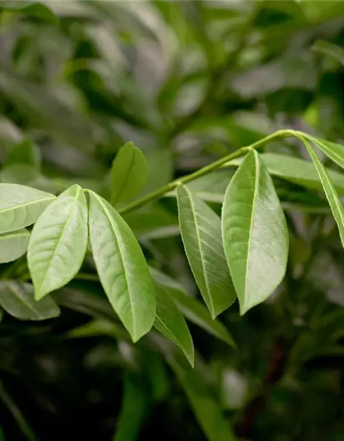 Prunus laurocerasus