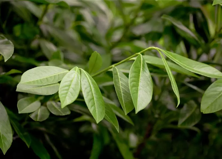 Prunus laurocerasus