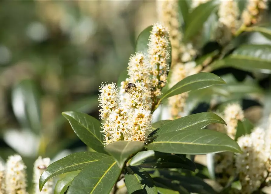 Prunus laurocerasus