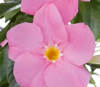 Mandevilla sanderi