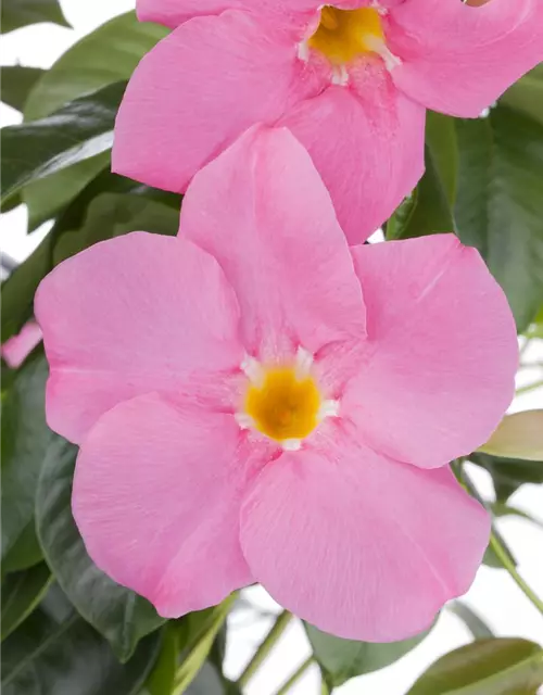 Mandevilla sanderi