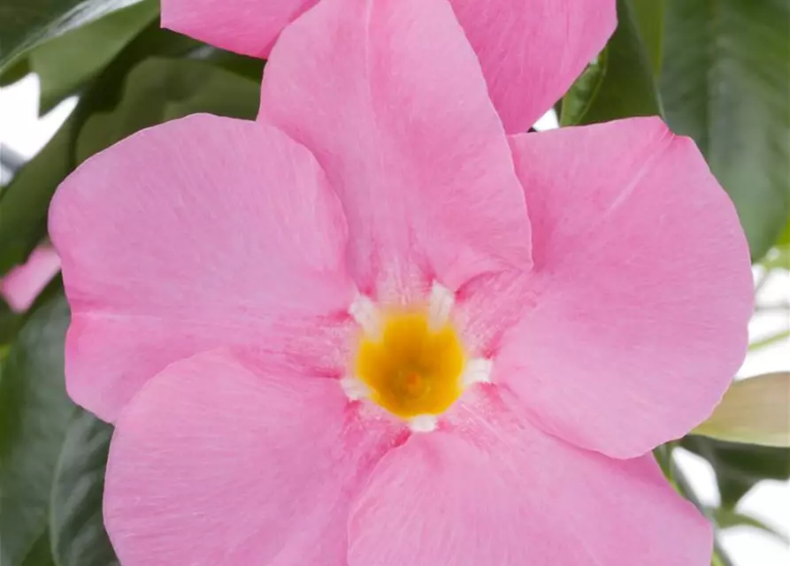 Mandevilla sanderi