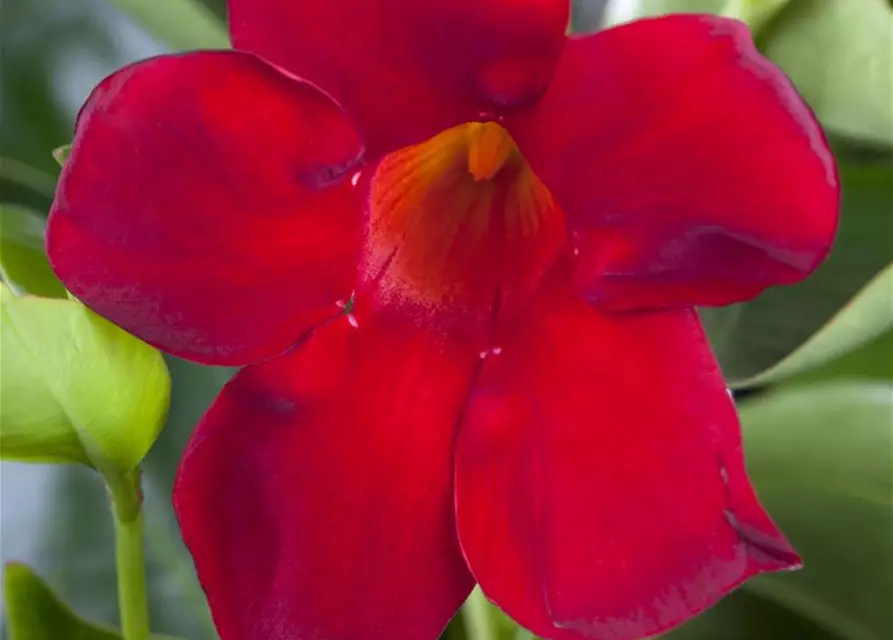 Mandevilla sanderi