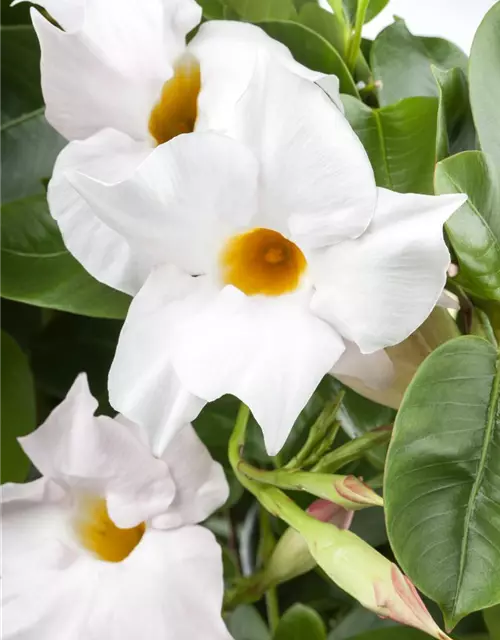 Mandevilla sanderi