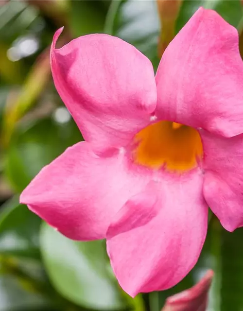 Mandevilla sanderi