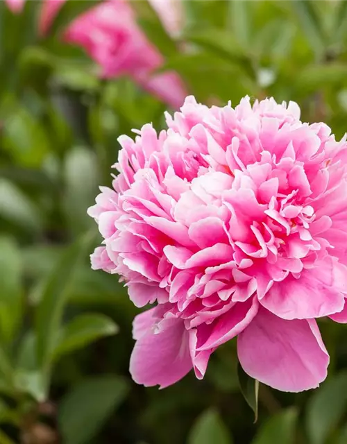 Paeonia lactiflora, rosa