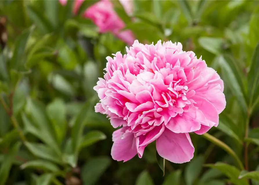 Paeonia lactiflora, rosa