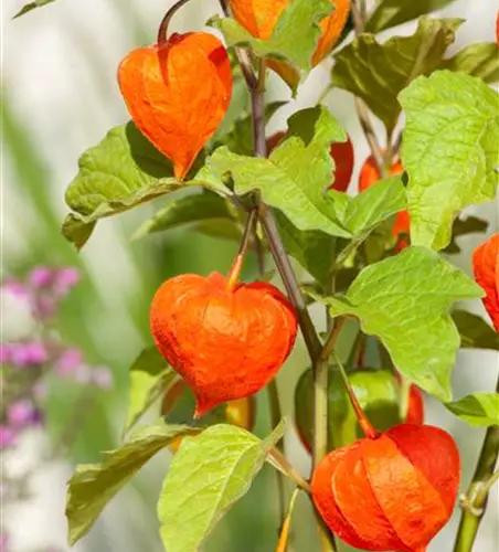 Physalis alkekengi