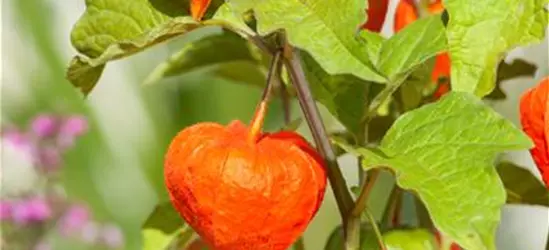 Physalis alkekengi