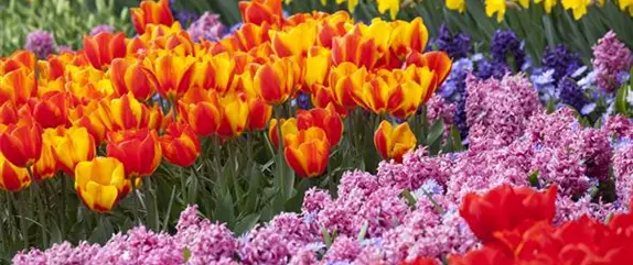 Vergessene Blumenzwiebeln im Frühjahr setzen